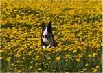 flover lover