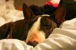 tired dog after show