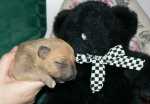 third borned red girl with bear