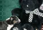 foured borned tricolor girl with bear