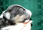 foured borned tricolor girl