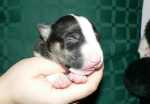 foured borned tricolor girl