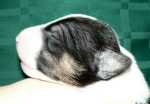 foured borned tricolor girl