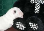 fifth borned white girl with bear