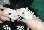 white sister with bear