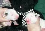 white sisters with bear
