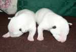 white sisters