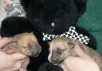 red sisters with bear