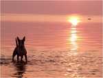 sun, see and suslik