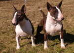 Suslik and Mandariin