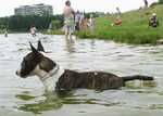 swimming