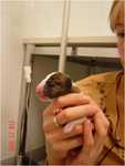 newborn