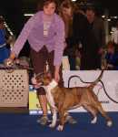 Jaffa in Eurodogshow