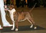 Jaffa in INTERRA show