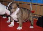 3 weeks