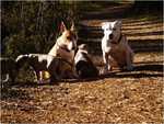 in the forrest with friends