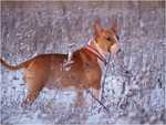 snow lover