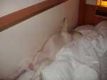 sleeping at the ferry