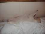 sleeping at the ferry