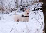 Borka in snow