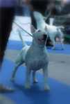 at the Eurodogshow 2008
