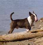 Attila 1 year old
