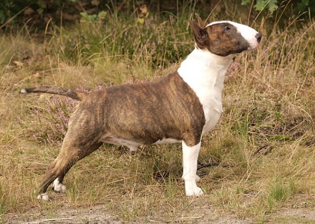 Attila 2 years