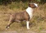 Attila 2 years