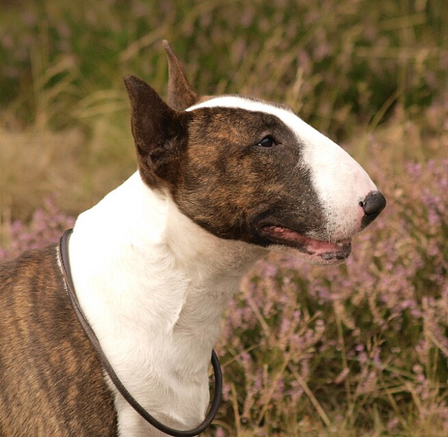 Attila 2 years
