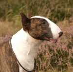 Attila 2 years