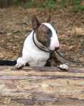 Attila 2 years