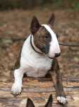 Attila 2 years