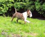 Attila 2 years