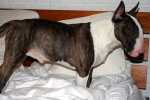 Attila in hotell