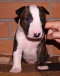 3 weeks