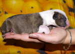 newborn