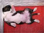 sleeping