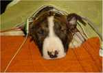 Kutt on BAER test