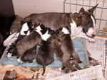 mother Mandariin with puppies