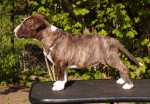 8 weeks