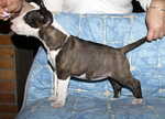 7 weeks