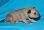 solid red girl