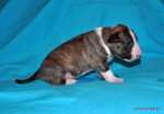 brindle & white boy
