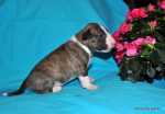 brindle & white boy
