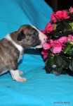 brindle & white boy