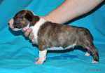 brindle & white boy