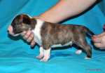 brindle & white boy