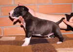 3 weeks