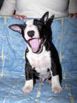 Bruno