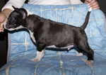 7 weeks